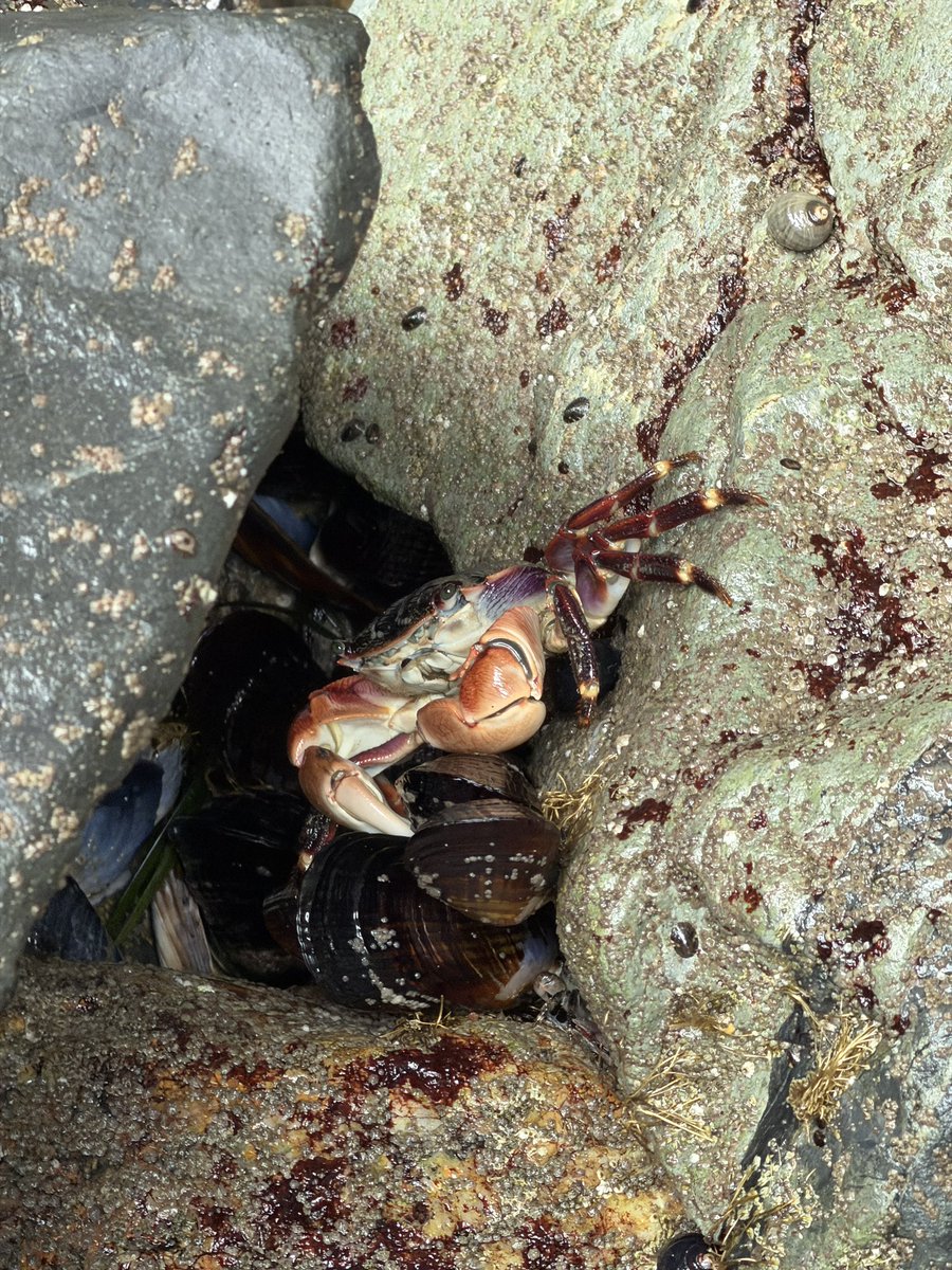 brianovak's tweet photo. red rock beach on bolinas bay https://t.co/fT02EouOUL