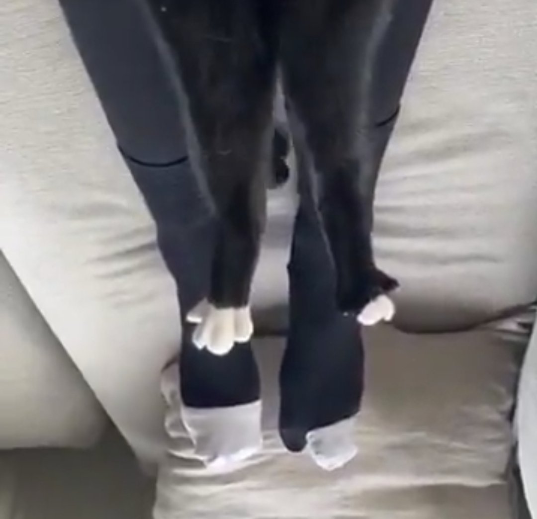 joekit as cats 🐱 tweet media