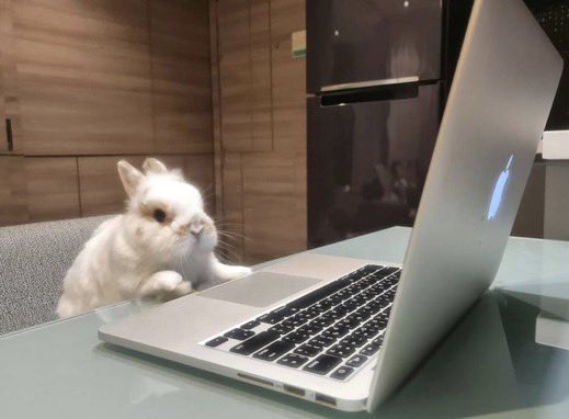 bunny tweet media