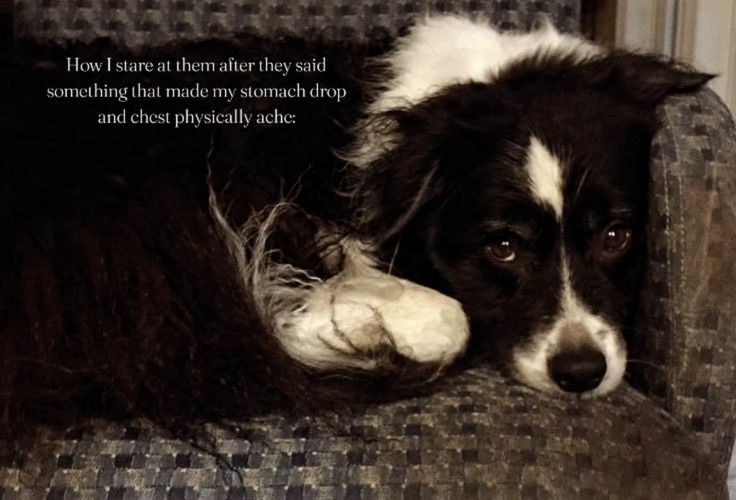 Dog tweet media
