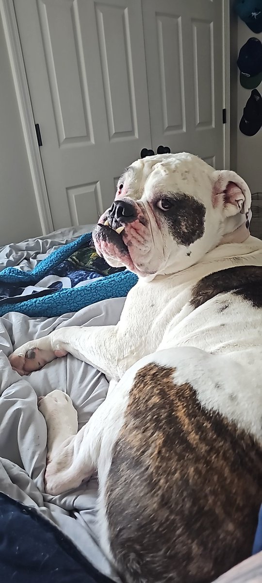phatj32's tweet photo. @stevewilldoit Ester will watch you your dog https://t.co/kxh2RImwKg