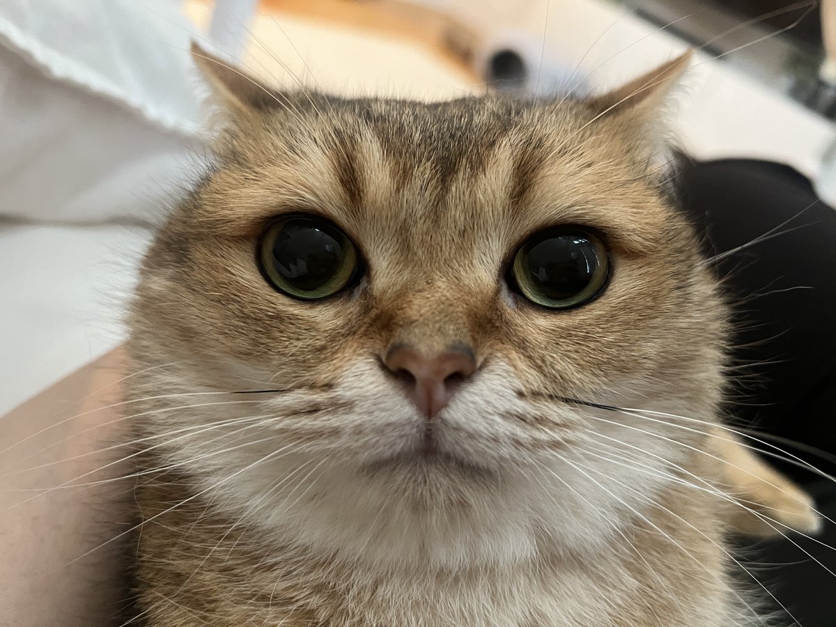 ぽてこゆこめ。 tweet media