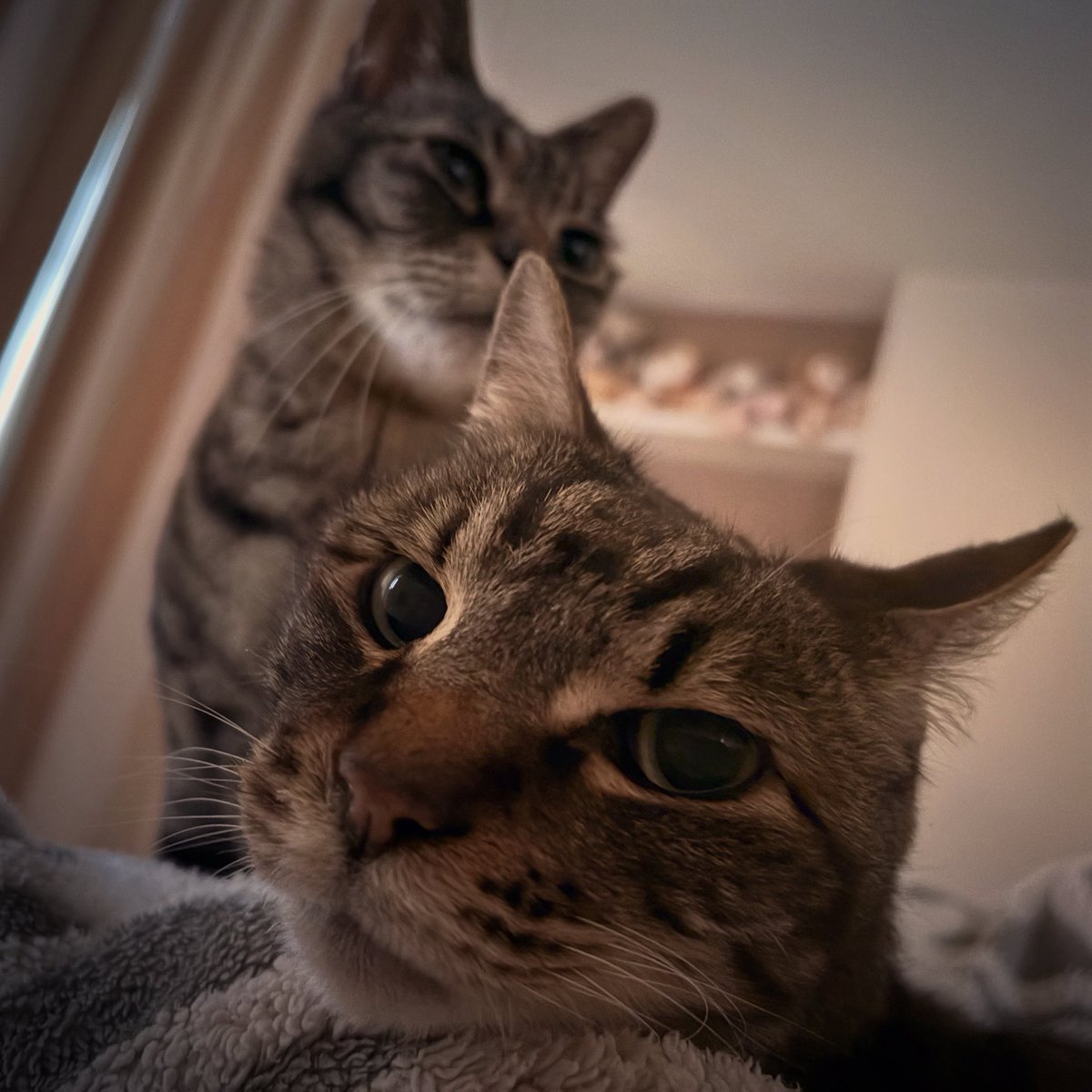酒井信一郎と猫9匹犬2匹 tweet media