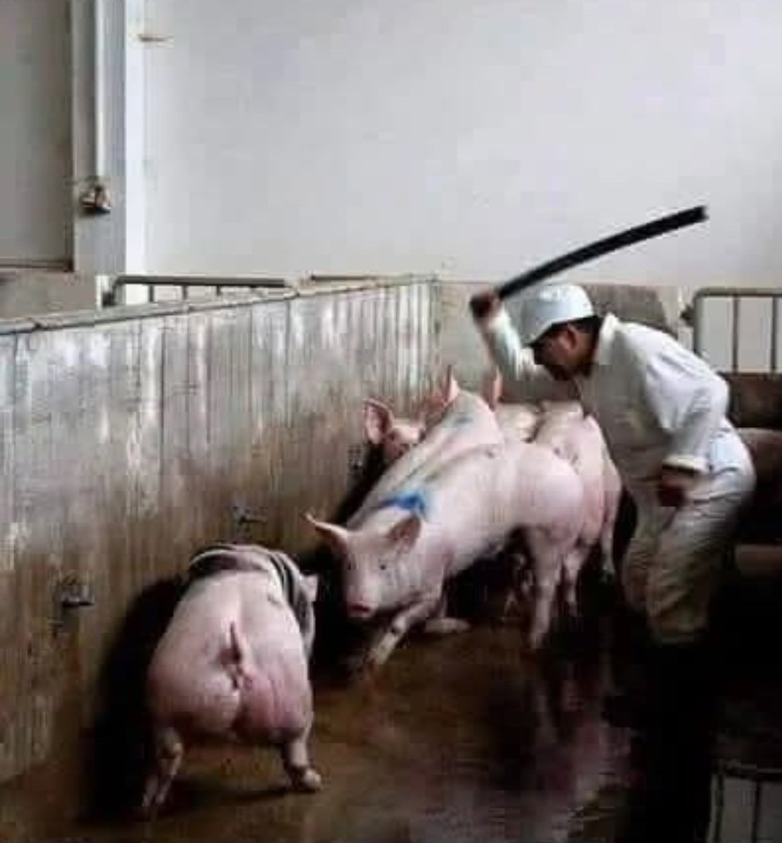 Savagely beaten with steel bars, we still resist, darting to and fro, seeking any escape.  The grating yells of workers ringing in our ears, we scream in protest.  We will be heard.  

We are #OneBillionScreams
We are <a href="/PolAnimalClass/">MR MUSK</a>