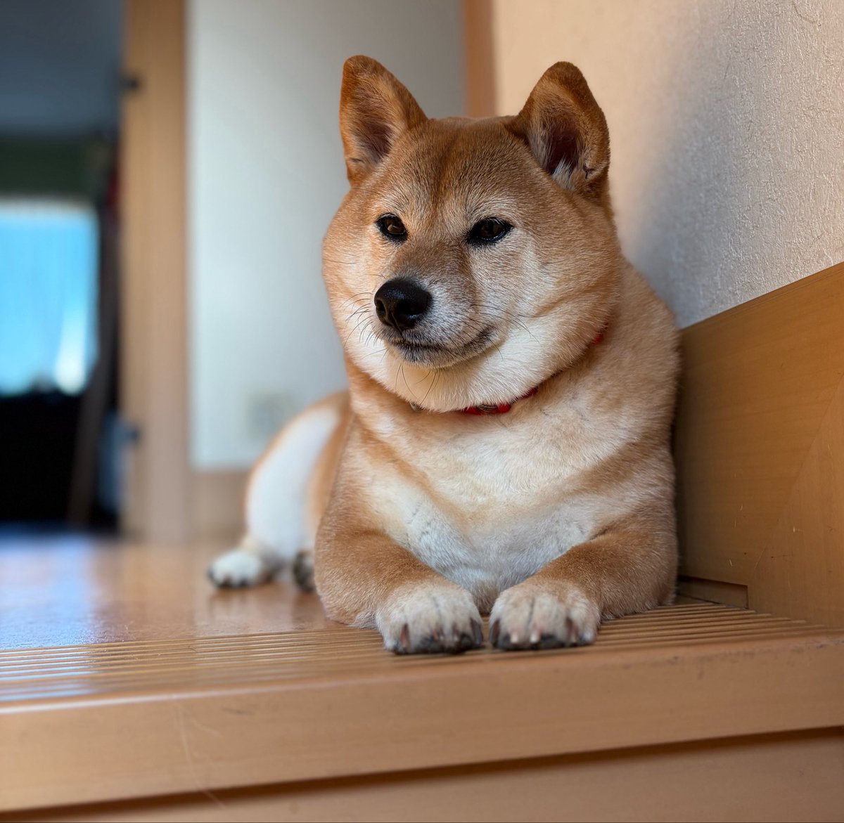 お刃ようございます✂️ 5/13 #愛犬の日 です。豆柴（一応）ふみさん