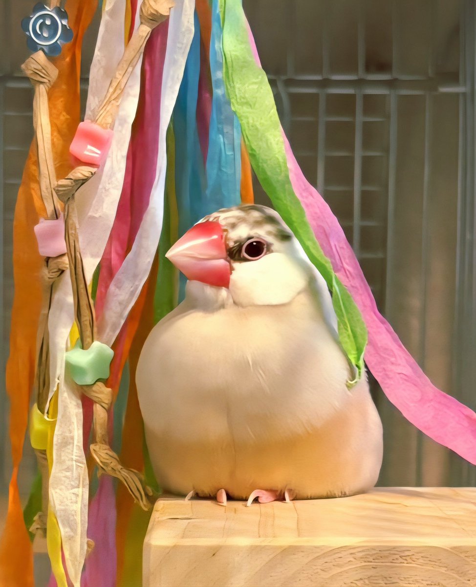 おはようございます🤜🤛 5/13は『愛犬の日』です🐶“鳥”にはなりますが