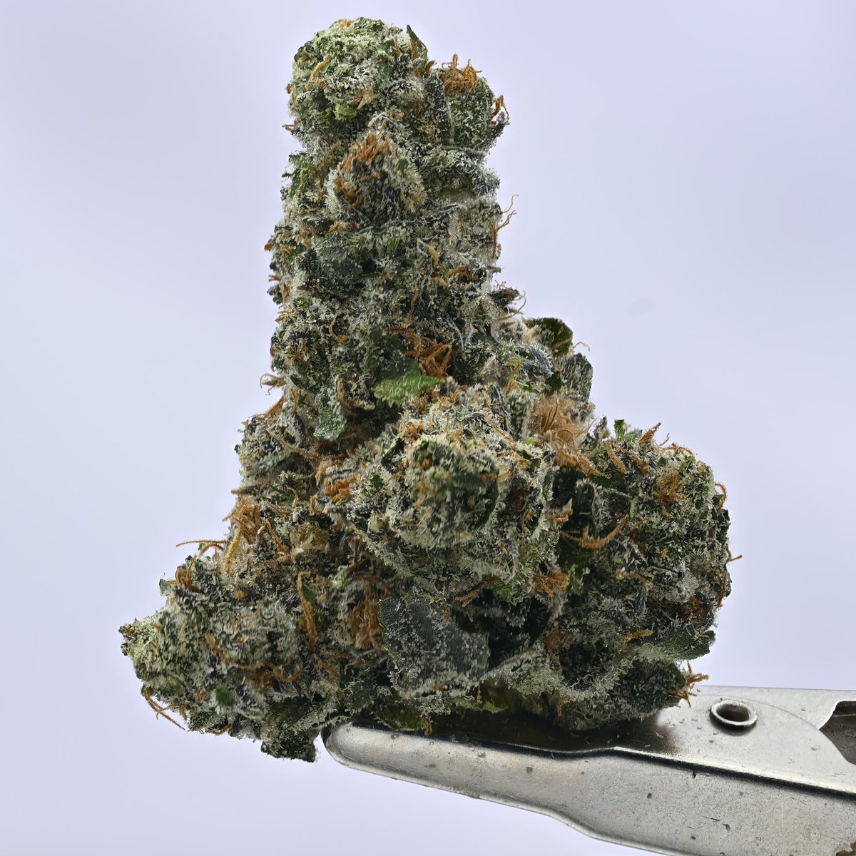 White Ash Reserve tweet media