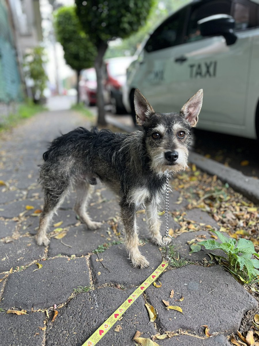 𝙷𝚎𝚕𝚊 𝙼𝚘𝚛𝚎 🐶 tweet media