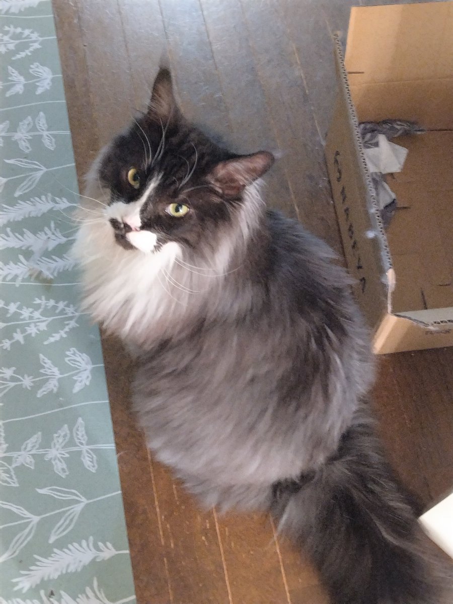 やはり超絶顔が良い、この猫…頭も性格も良いが…………