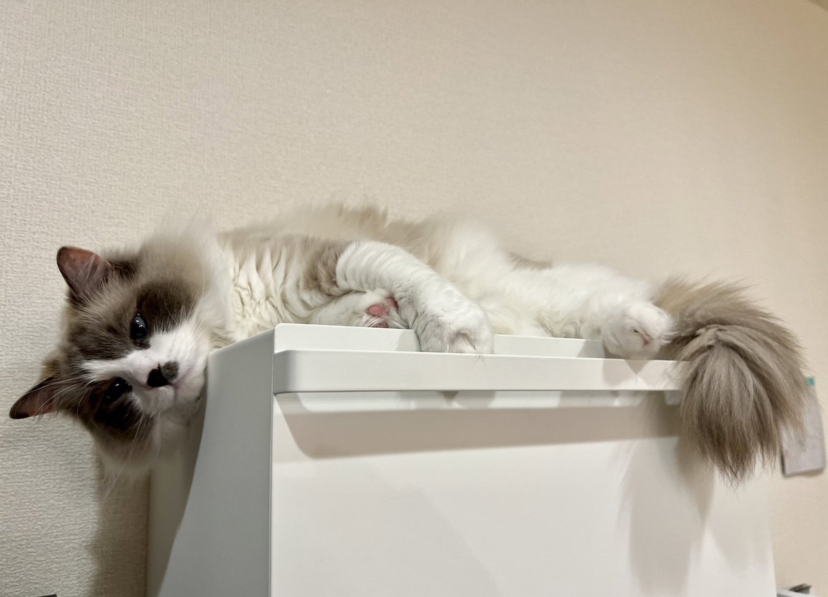 bellmi_nyanco's tweet photo. 鳴き声は十猫十色🐈🩵 https://t.co/g9iN2UP1fx