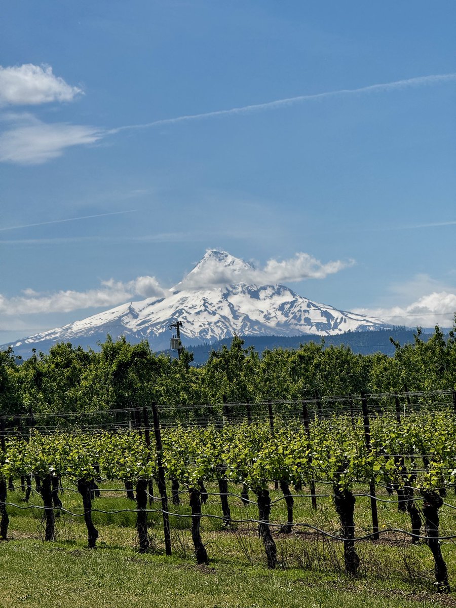 DigitalBeautyy's tweet photo. The kind of view that makes you stop and reach for the camera!!
#pacificnorthwest #MtHood #oregon #pnw #exploreoregon https://t.co/Rlg5nBpPhq