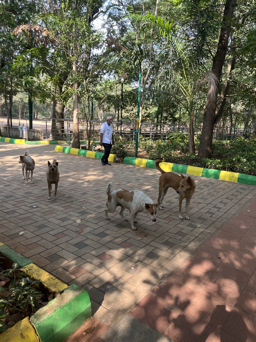 Kasbesrinivas's tweet photo. These stray dogs creating https://t.co/1JUknLgwxC
