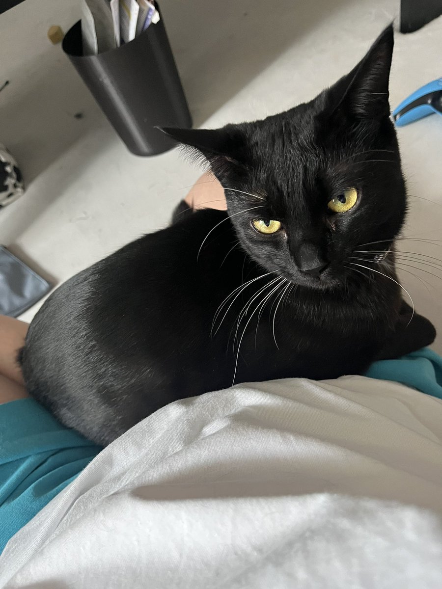 迷子猫
