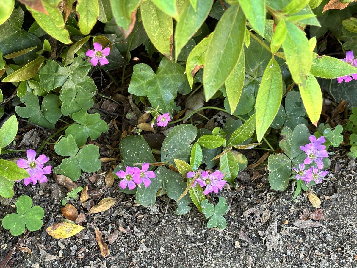 Kaede tweet media