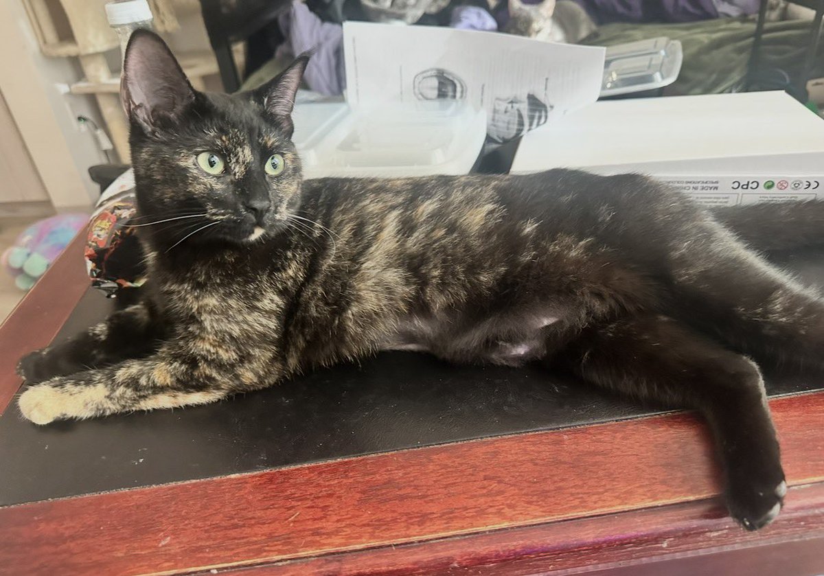 Purplejulia8's tweet photo. 🚨My cat Lia is missing🚨

Last seen Tuesday 5/5 at 8am near NE 148th Ave and NE 10th St in Bellevue, WA. Her collar was found near NE 10th Street and 147th PL NE in Bellevue on 5/5 at 10pm

Please let me know if you've seen her. https://t.co/wVRz0K6DR2