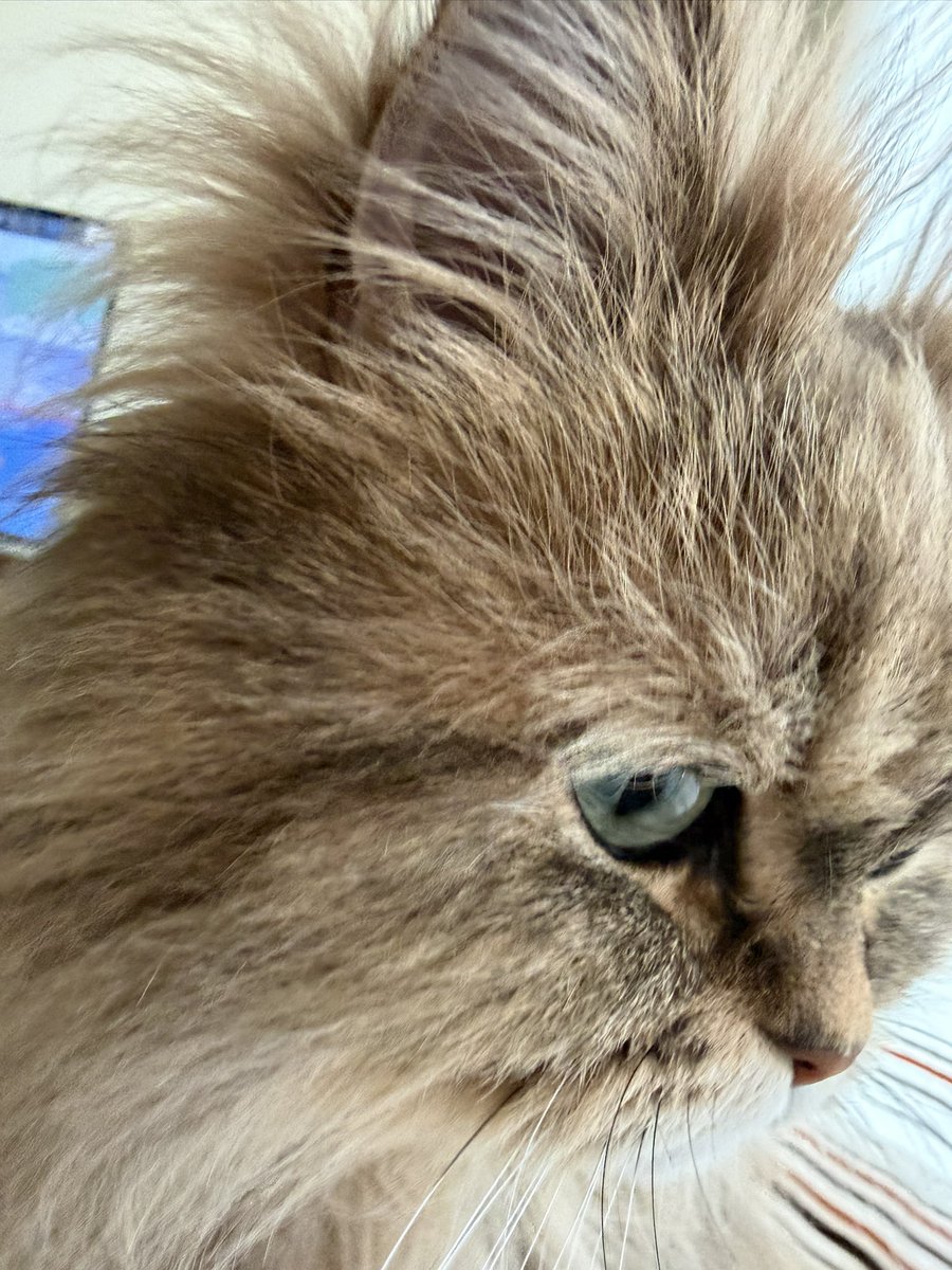 HELLO🐱さん&climbing_bird🦅 tweet media