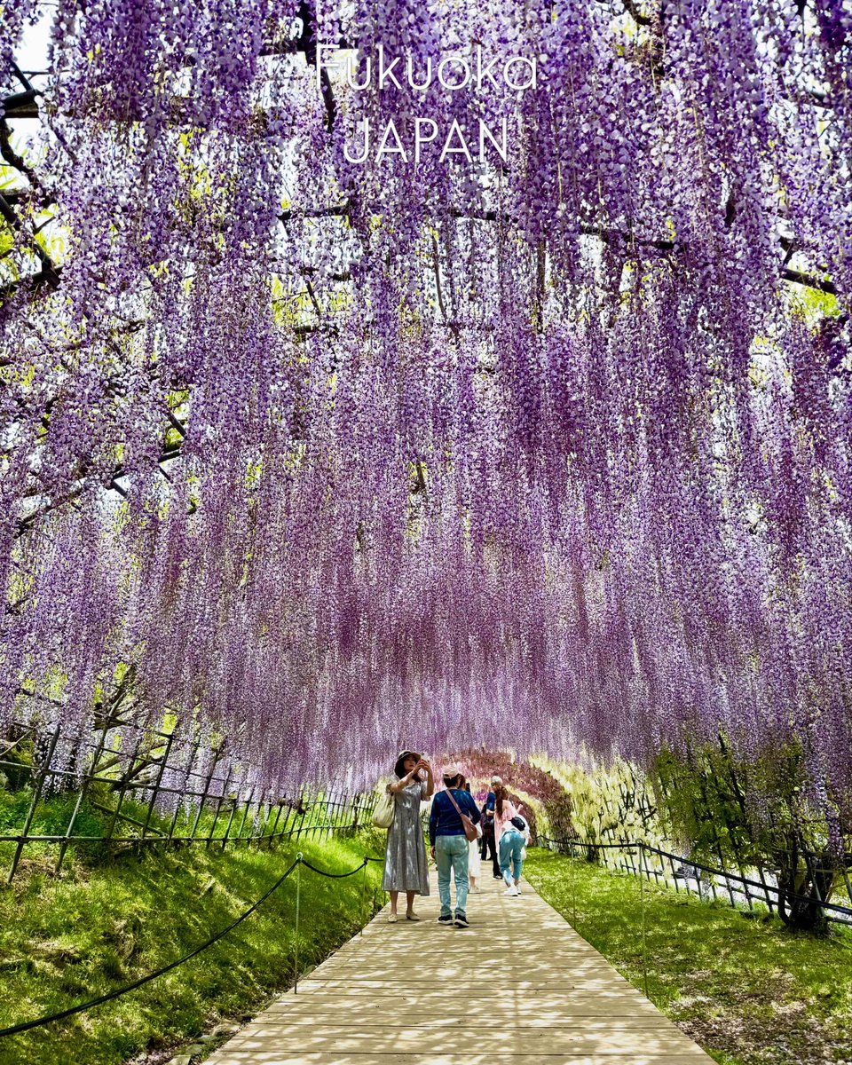 Japanguide_N's tweet photo. No.1 Private Local Guide in Tokyo🇯🇵✨

　　　　　　↓
https://t.co/TrCHPCmXhS

#flowers #flower #wisteria #japan #fukuoka https://t.co/IjHVdHdM5t