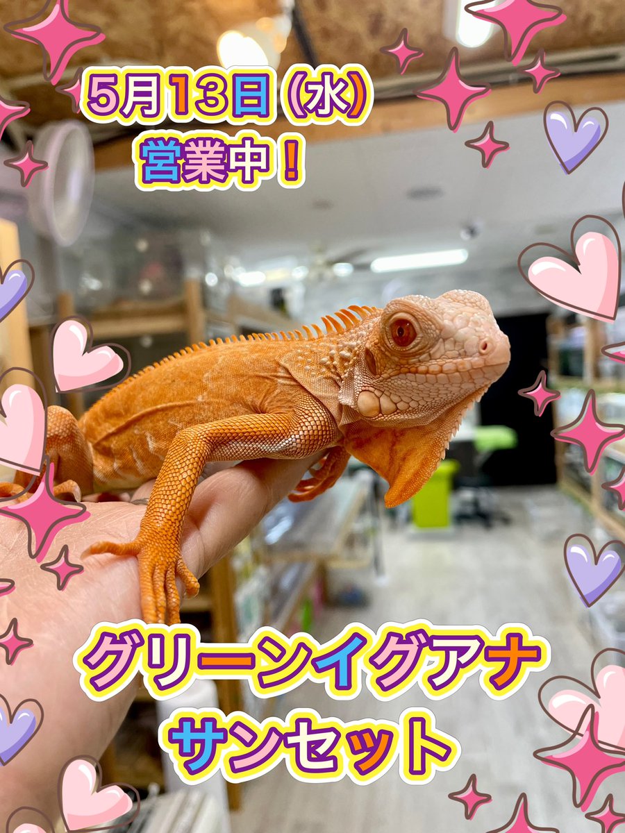 イグアナコゲオさん専用 ココカラ本日も営業中です！ 新しく #グリーンイグアナ のサンセット