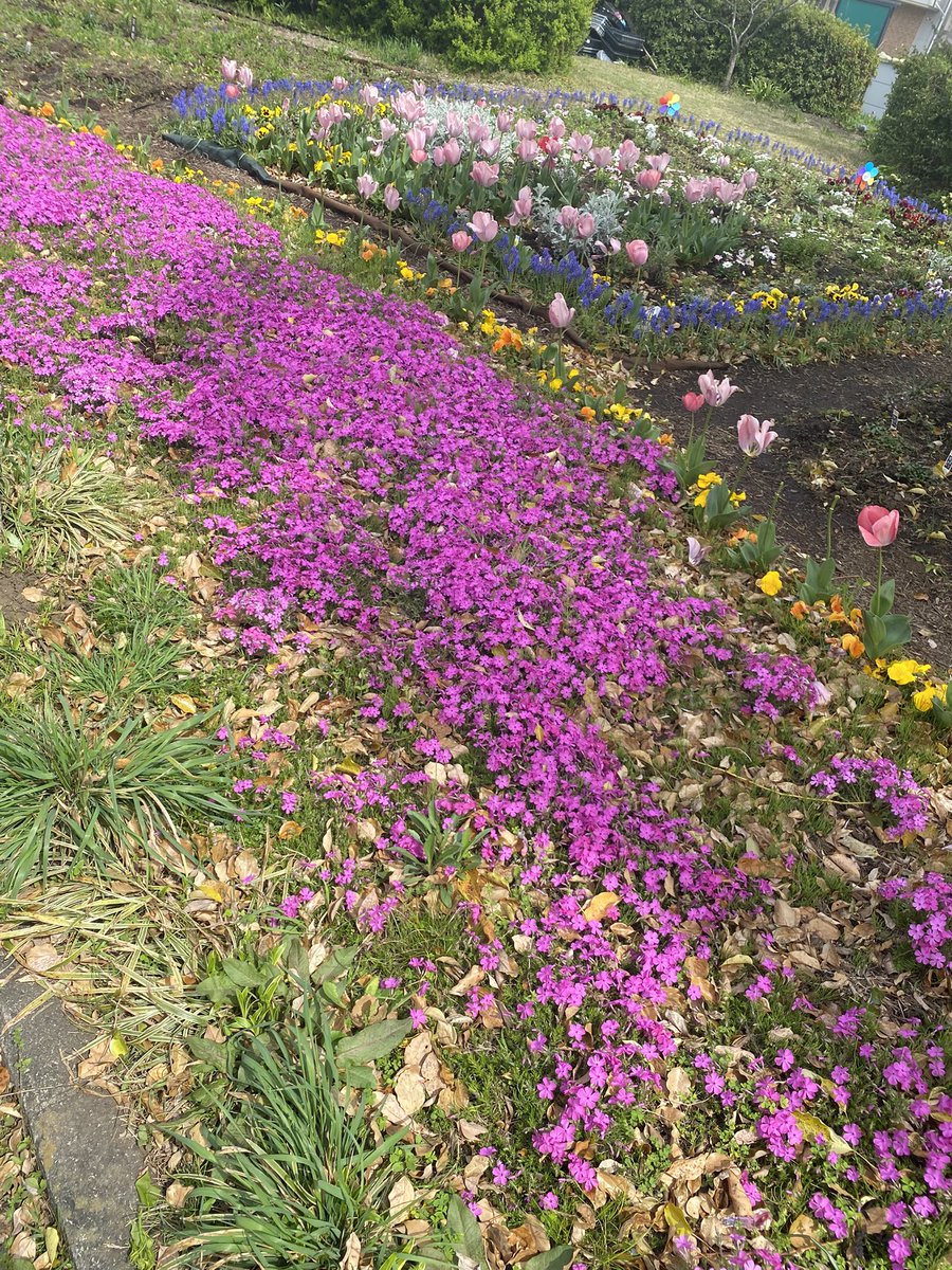 aniconshop's tweet photo. 涼しい間は食後に散歩を🚶‍♀️します。これがもうちょっと暑くなったらあきまへんので、ジム通いを再開したいと思います。 https://t.co/B3Ihm5iNpE