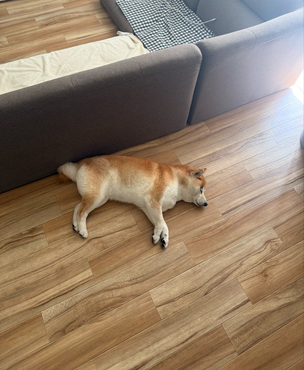 落ちてるだけでこんなにかわいい🫶