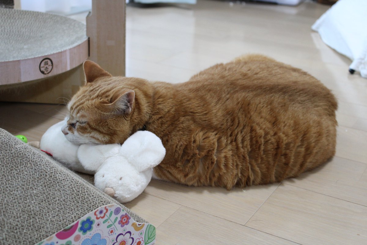 こはる & しょーくん tweet media