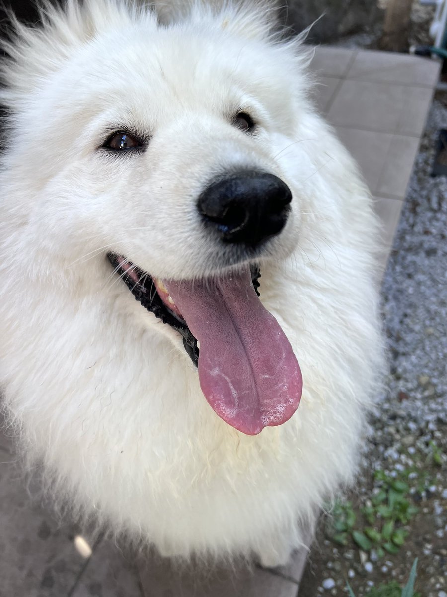 ENELE_Samoyed tweet media