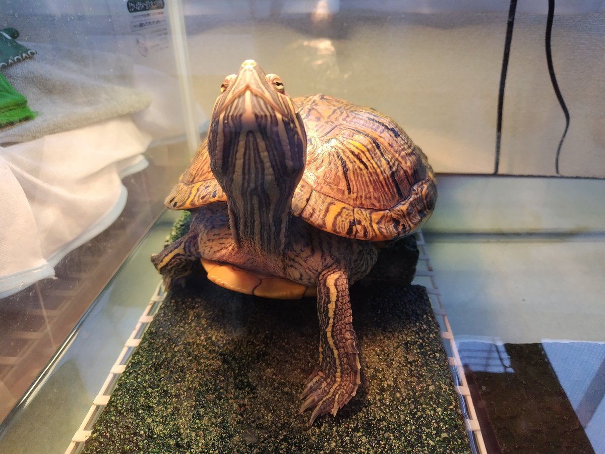 イサハ🐢🐍🦎 tweet media
