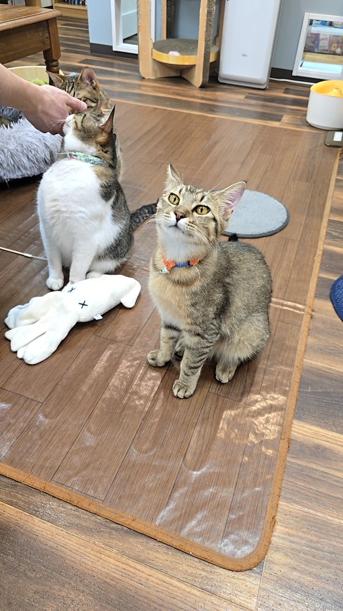 Fuuchanmao's tweet photo. おやつ待ち #保護猫カフェ #猫カフェ #中野 #新中野 #ミャゴラーレ #miagolare #ジンジャーくん #かっくん #ペタくん https://t.co/8KamCuPtlD