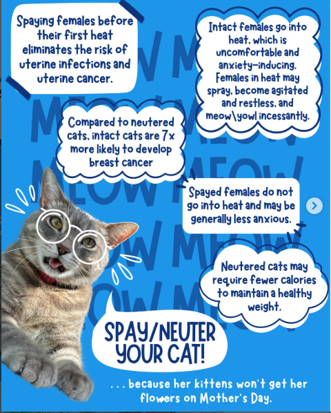 ruffhauspets's tweet photo. You know what’s really mother? Spaying your cat. (I think i’m hilarious, please laugh.) And while you’re laughing, check out the resources on low cost neuter services in Chicago as well as info about the benefits of TNR for feral cats. https://t.co/FUGJHYW5EJ https://t.co/VfPRTf9Dex