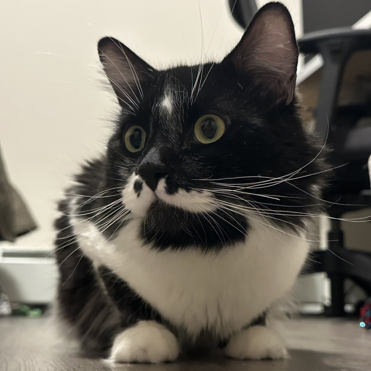 Calgary Humane Society tweet media