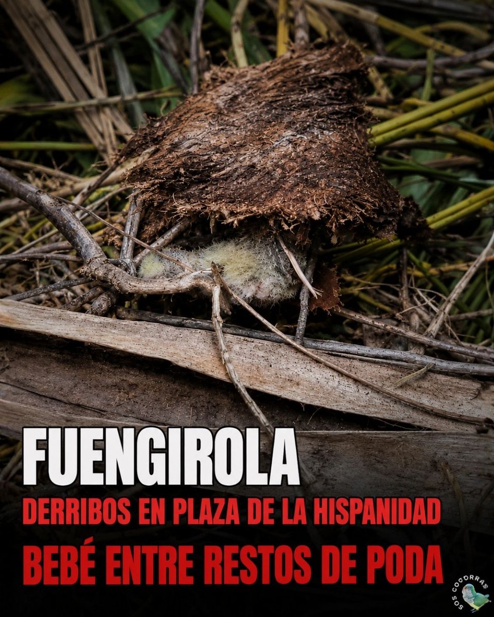 SOScotorras's tweet photo. ¡¡NUEVOS DERRIBOS DE NIDOS HABITADOS EN FUENGIROLA!! 💔

Este martes, en la Plaza de la Hispanidad de Fuengirola, estaban cortando y podando palmeras en plena época de cría.

“En una de las fotos se ve una cotorrita bebé muerta, pero seguramente habrán muerto muchas más. Solo pude ver una, porque lo recogían todo muy deprisa y lo metían en un contenedor. En uno de esos montones de restos estaba la pobre, arrancada del nido, ahora hecho pedazos. Se me parte el corazón al ver cómo una vida que apenas empezaba ha sido violentada de esta manera. Tirada entre el ramaje, como si fuera parte de la poda. Es tristísimo e indignante.”

“Estoy convencido de que han muerto muchas más. Es época de cría y esas palmeras estaban cargadísimas. Yo mismo las veía muchas veces con ramitas, arreglando sus nidos. Me encantaba observarlas.”

El @aytofuengirola tiene mucho que aprender sobre gestión de fauna urbana. No se puede vender biodiversidad urbana e instalar cajas nido mientras se poda así en plena época de cría.

No son restos.
No son basura.
Son seres sintientes.
Luchan por sobrevivir día a día.
Y esta ciudad también es suya.

Si esto también te parece atroz, no mires hacia otro lado. Ve al muro de @aytofuengirola, a X de @fuengirola y al Facebook del Ayuntamiento de Fuengirola (@ayuntamientofuengirola), y deja un comentario respetuoso pero claro, exigiendo explicaciones. Comparte 🙏 

También puedes escribir a ecologiaurbana@fuengirola.org
y registrogeneral@fuengirola.org
para que quede constancia. Que sepan que la ciudadanía no apoya estas matanzas con dinero público.

#Basta #CotorrasChoras
#EllasTambiénSonFuengirola #TratoÉtico #AmigasCotorras #BiodiversidadUrbana
#QueremosVivir #FuengirolaReacciona #NoConMisImpuestos #StopMatanza #CotorrasArgentinas
#CotorrasSonChoras #NadaInvaden #FuengirolaNosMata #TratoÉticoYA #FuengirolaTurismo #SpainTourist
Publicación completa en IG: https://t.co/ua0qUDSrW7