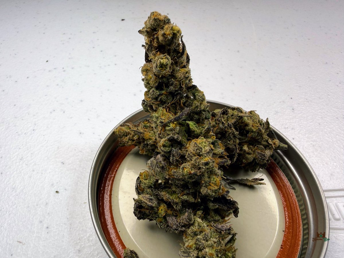 trichomebros's tweet photo. Trichome Bros Diablo Creamsicle — Diabolical Delights.

Pla-Chata × Devil’s Candy (Devil Driver × Runtz). 55% indica feminized. Frosty purple to near-black buds with creamy orange-raspberry creamsicle, sweet horchata-candy, and rotten-fruit gas funk. 63–70 day flower. High yields. Super beginner-friendly.

Available exclusively online at Luscious Genetics:
https://t.co/Czz8rKpdhP

Sold as novelty/souvenir seeds only.

#TrichomeBros #DiabloCreamsicle #DiabolicalDelights #LusciousGenetics