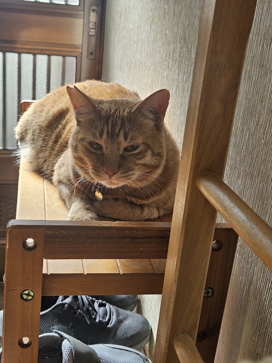 ◆ ちゃとらまま 朝日が当たってチャーちゃんお気に入りの場所です 歴代の子（猫）達も