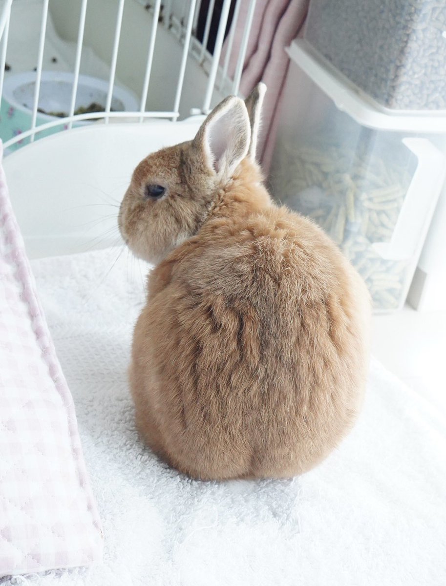 チビ太(CHIBITA🐰)のママ太 tweet media
