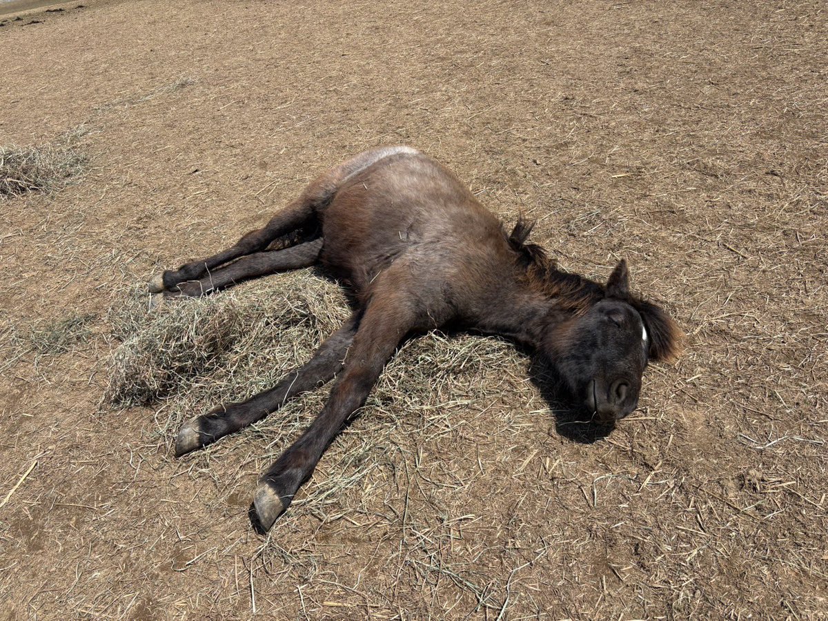 chikudaiumabu's tweet photo. アオリンゴちゃんの成長記録です！🐴
産まれた時は真っ黒で細くて小さかったのですが…
今はどんどん毛色が茶色に近づき、あっという間に大きくなってきました🥰
人懐っこいところは産まれた時から変わらず、今もパドック内に部員が入ると近寄ってきてくれます！
これからも元気に育ってね😊
⁡
🦋 https://t.co/4OneiRdPPH