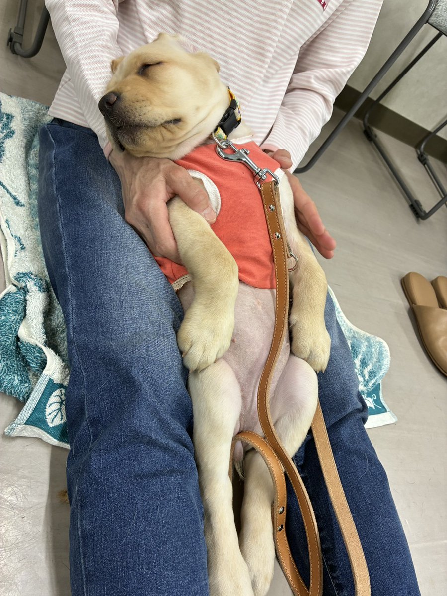 日本ライトハウス 盲導犬訓練所 tweet media
