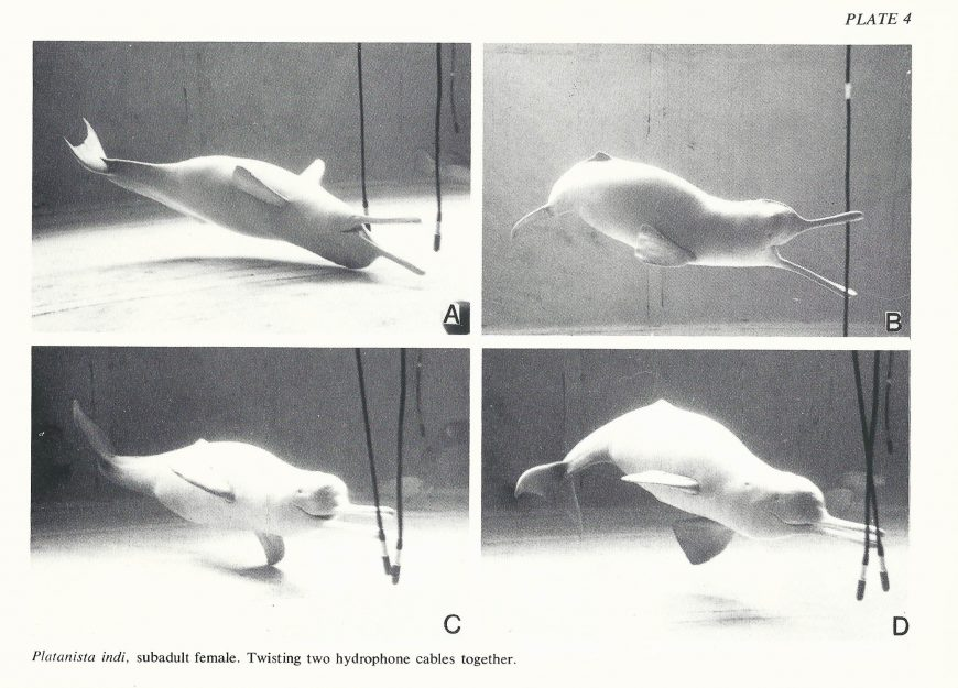 shamuustadium's tweet photo. thinking of the beautiful ganges river dolphins kept in captivity for research at the brain anatomy institute in switzerland.. a male and female pair were captured in 1969, the male passed away in 1976 and the female in 1978! https://t.co/5zbUhQR20d