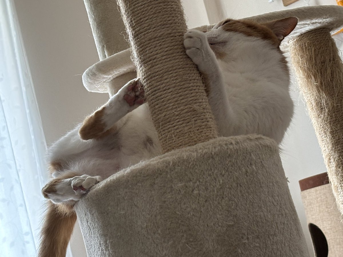 猫を飼えたアカウント (@nekoyashinau) / Posts / X