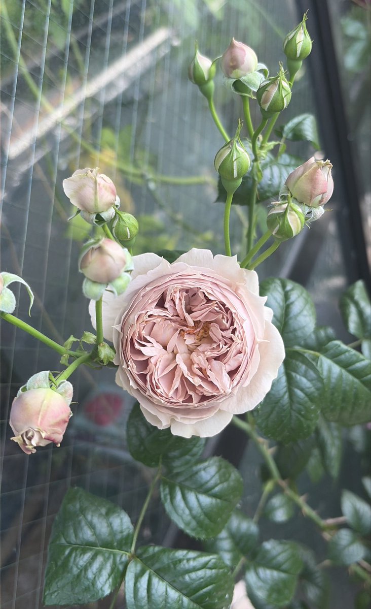 Rosa Orientisのルクソールは去年から新苗で育ってている。大苗は5000