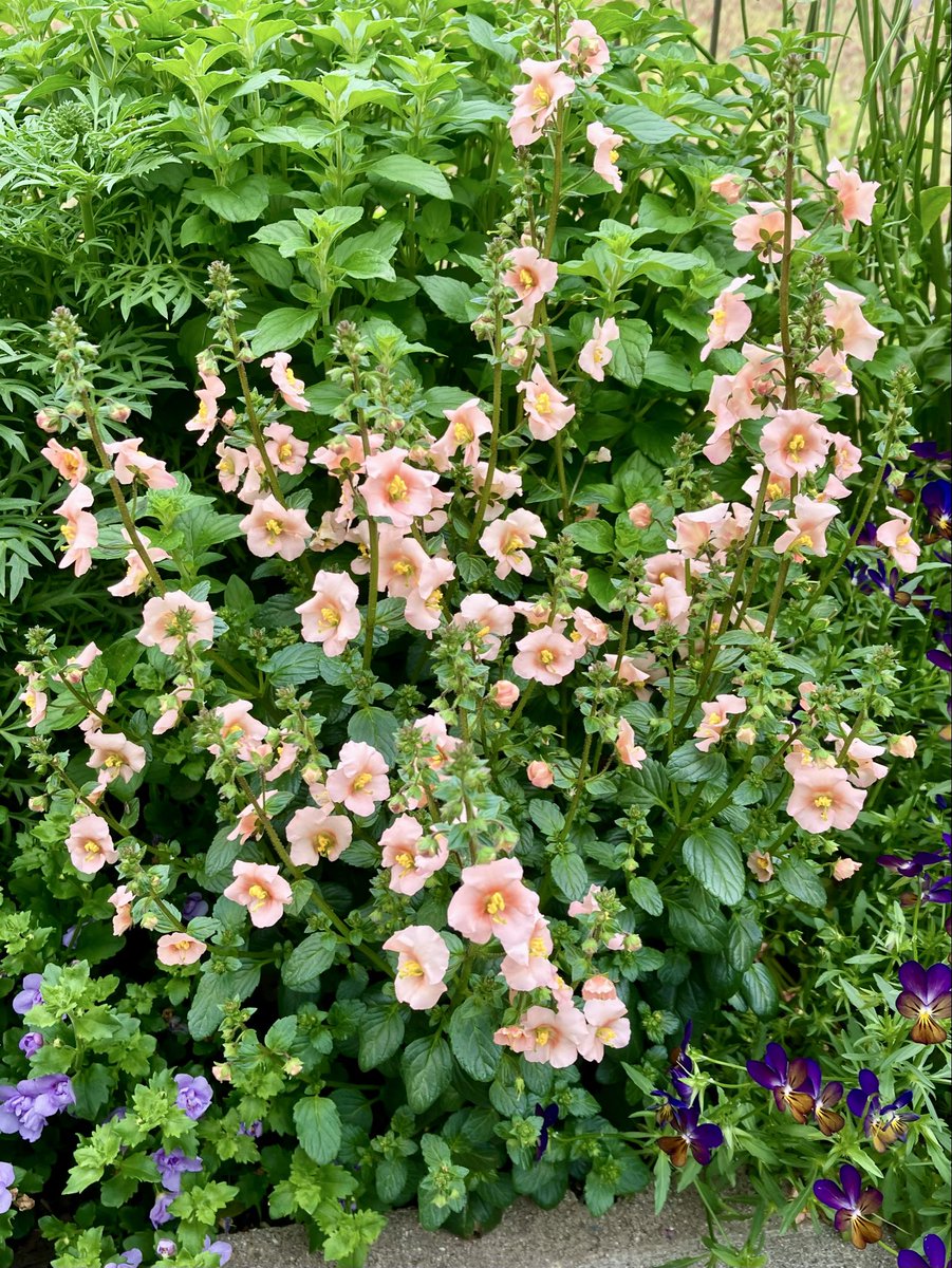 アロンソアのシェルピンク。初めて育てる花。ディスカシアに似た感じ