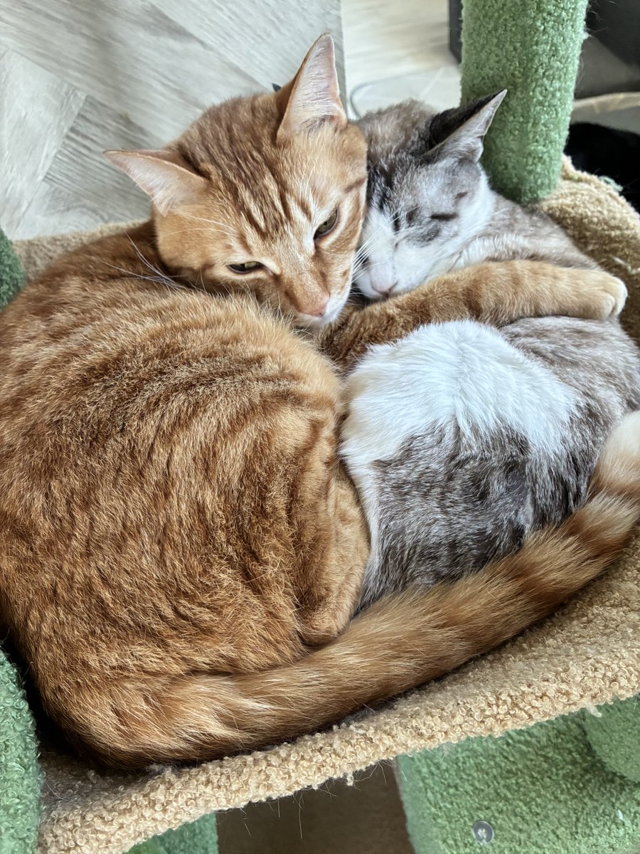 猫スティン〜城下町の猫カフェ〜 tweet media