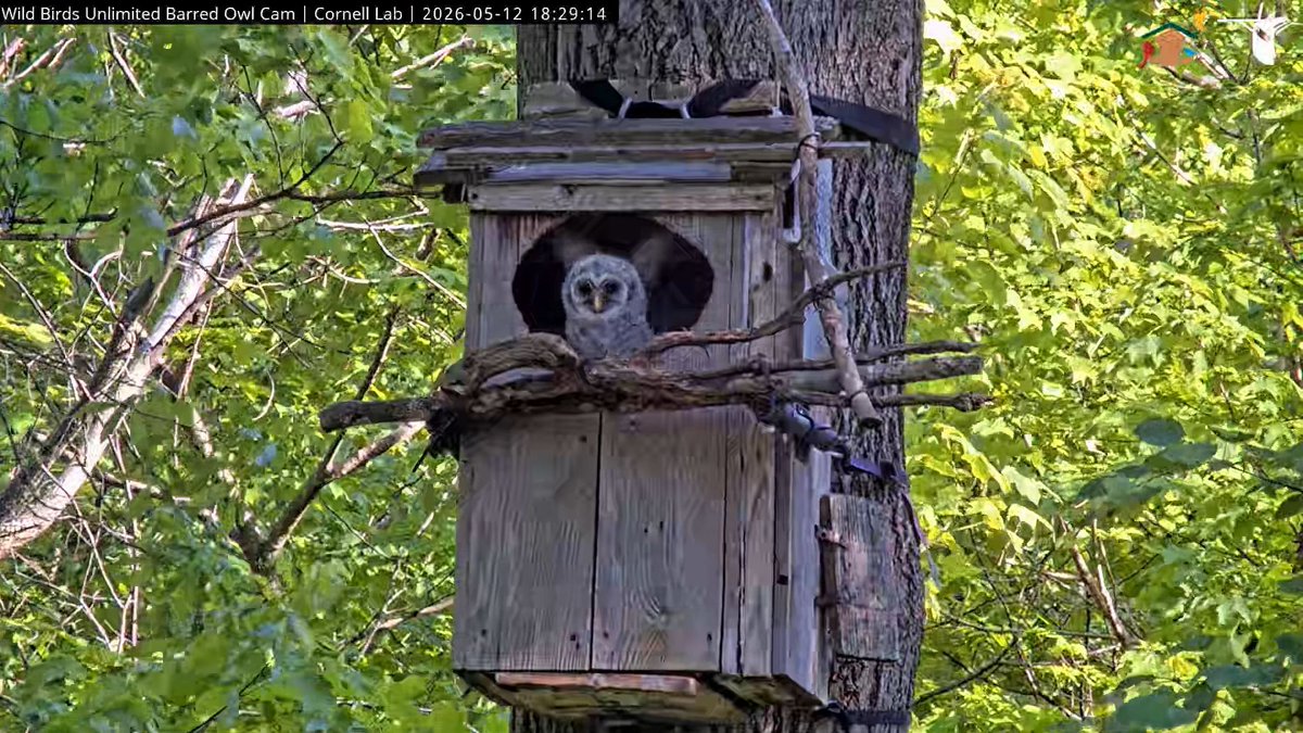WBU Barred Owl Cam tweet media