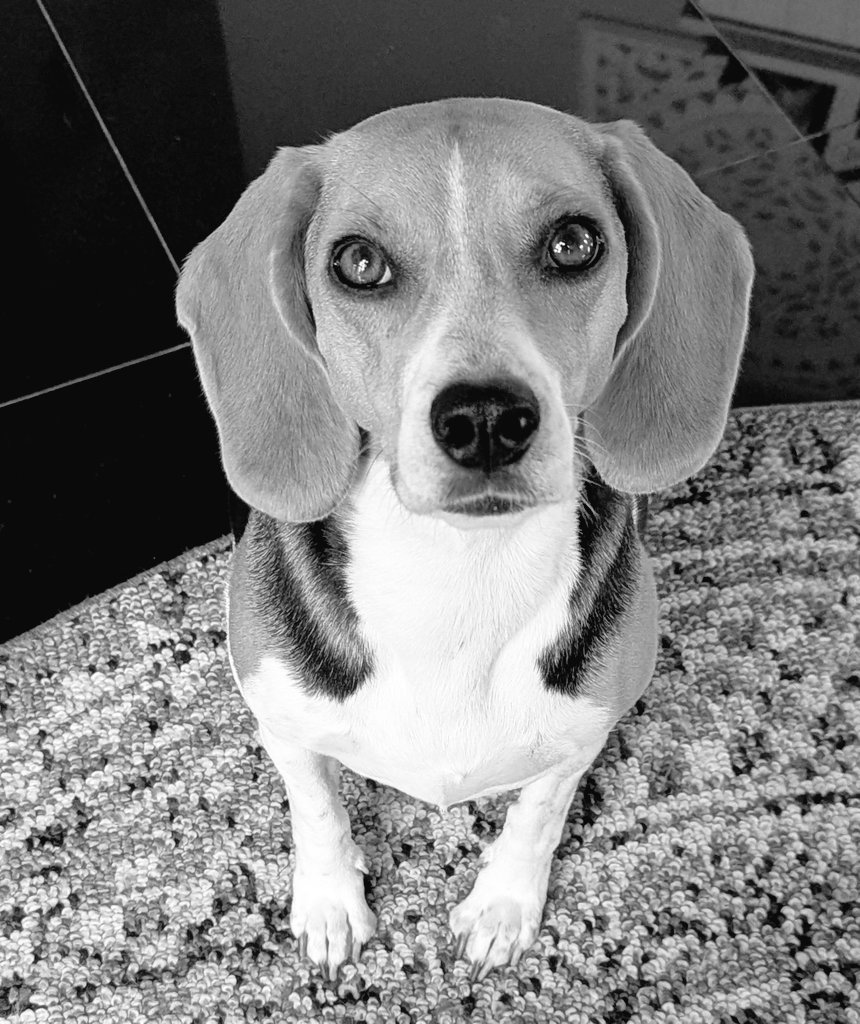 Yeti, Reese & The Beagle Brigade tweet media