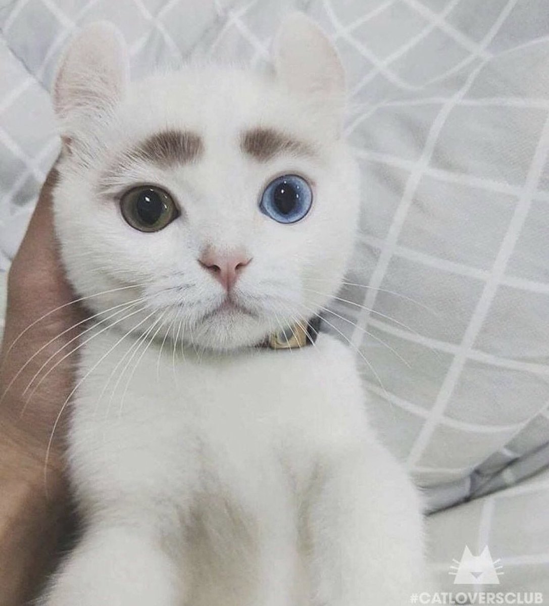 Cat is life ~猫は人生~ tweet media