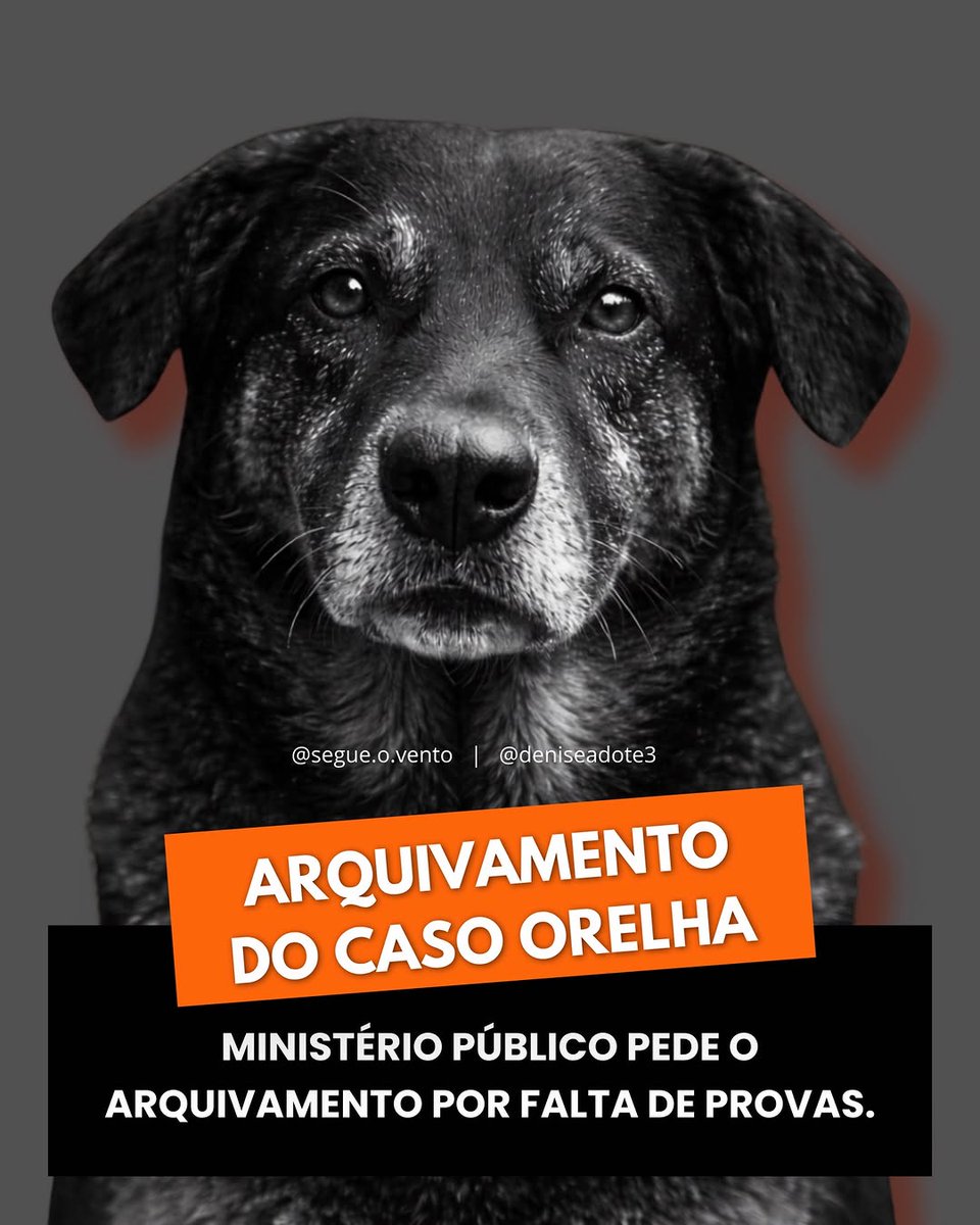 Natureza 🐦🐶🦁🌻🌎 tweet media