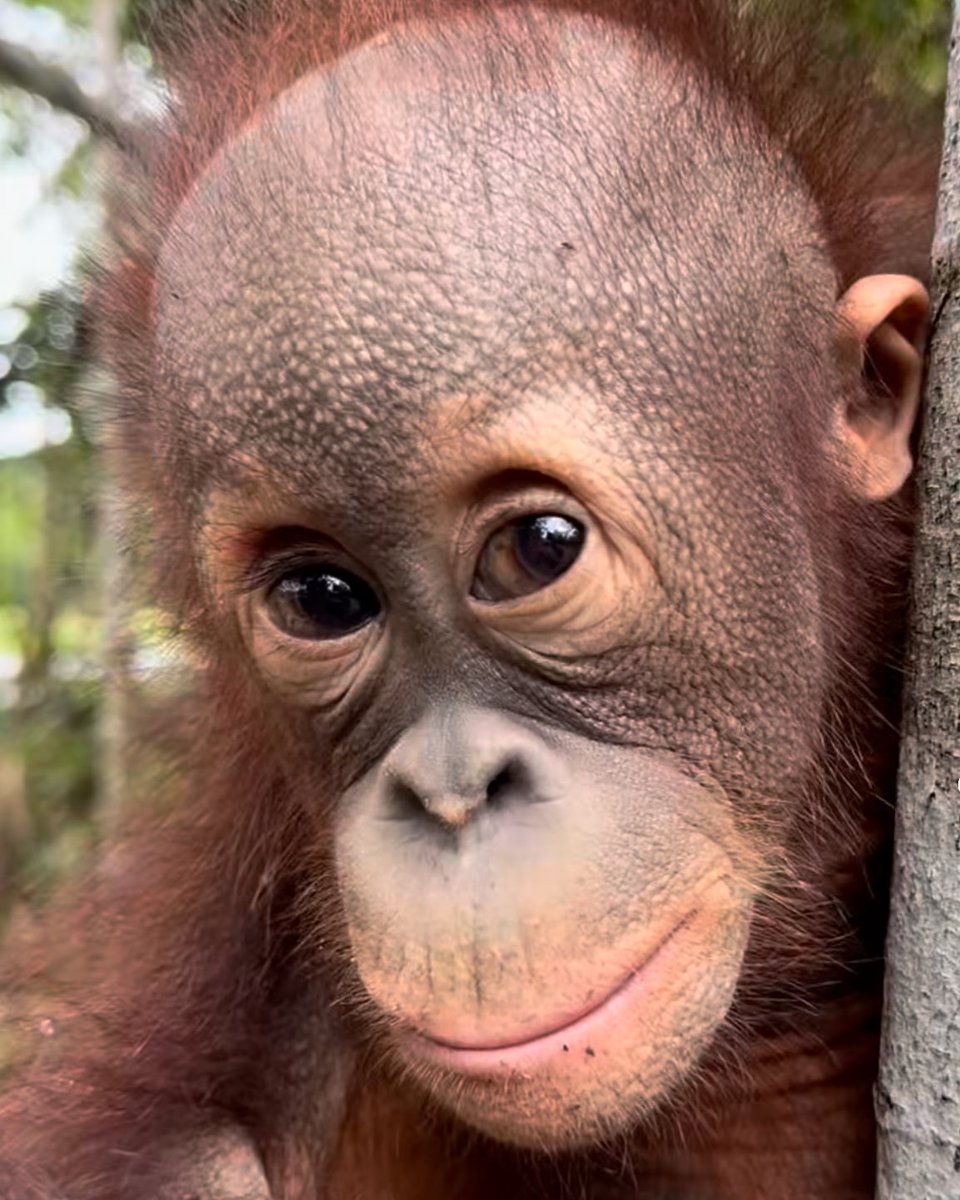 Apetimus Primate tweet media