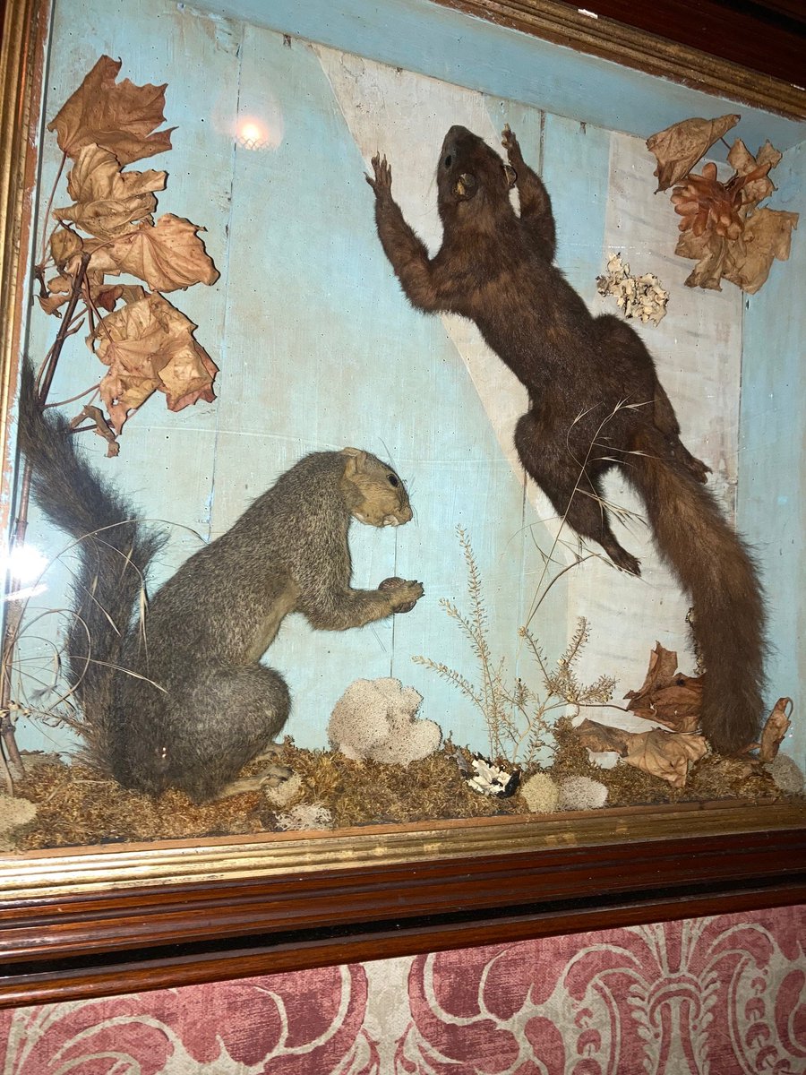 jazimm's tweet photo. @TheAuthorGuy, since you're into squirrels, I thought you might appreciate this piece of artwork over our table at Lowland restaurant in Charleston SC. You can't really tell from the pic, but the squirrels are taxidermy specimens. https://t.co/69YQP9Se01