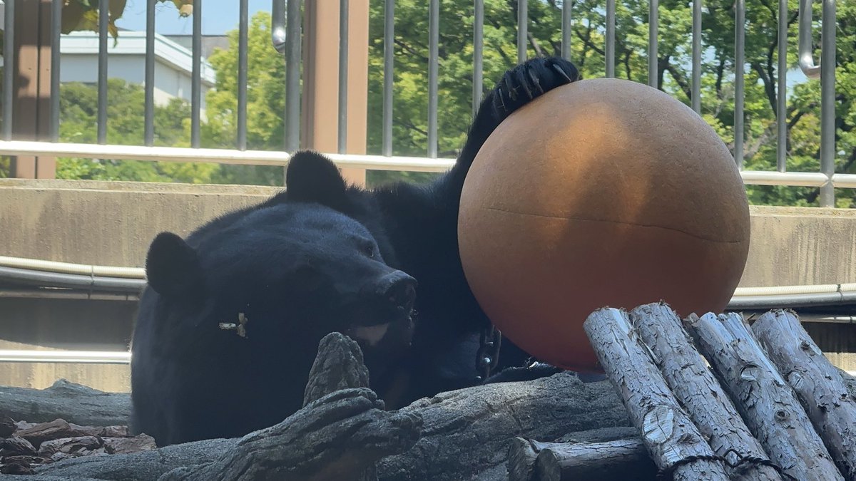 おはよう 【上野動物園】 【2026年5月13日】 #上野動物園
