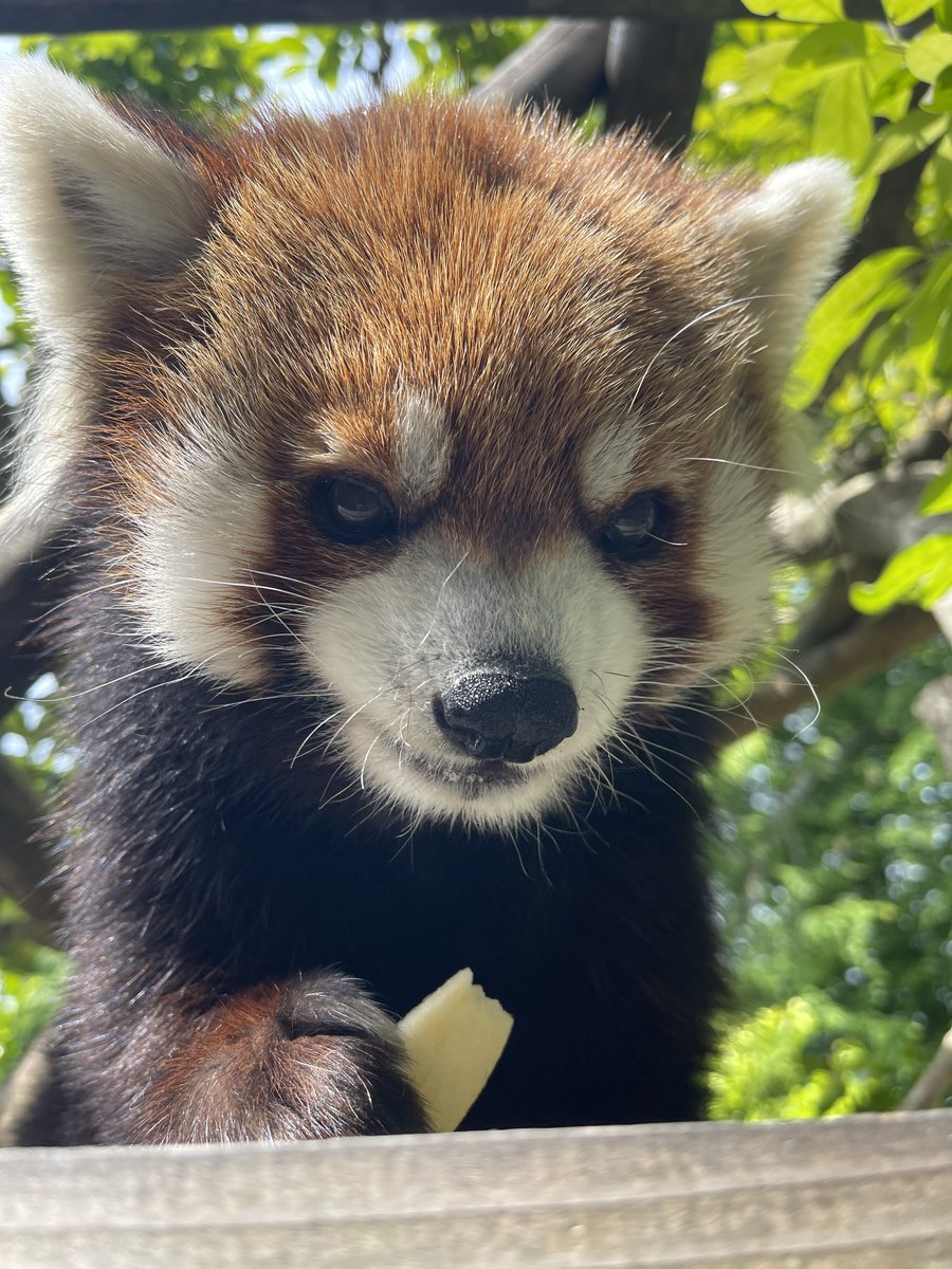 鯖江市西山動物園 tweet media