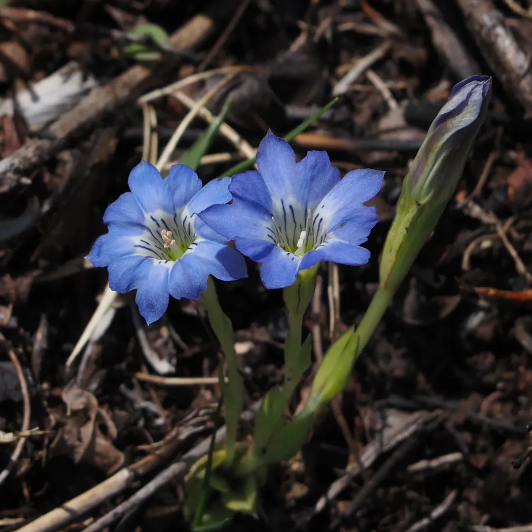 ハルリンドウ（Gentiana thunbergii） 産山村の皆さん2日間ありがとう